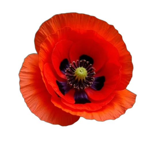 flower, crown, hat, weapon, photorealistic, red, close-up, image transparent PNG cut-out