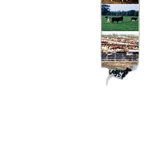 staff, animal, sword, tree, pixel art, photorealistic, earth tones, cover transparent PNG cut-out