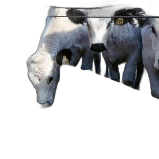 furniture, animal, weapon, mask, group, cows, ear, tags transparent PNG cut-out