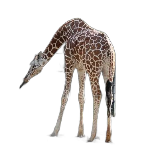 animal, creature, staff, weapon transparent PNG cut-out