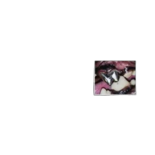 food, animal, shoes, staff, photorealistic, cover, small, dentistry transparent PNG cut-out