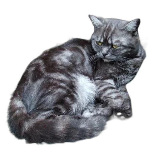 animal, hair, creature, crown, photorealistic, 3d render, oil painting, concept art transparent PNG cut-out
