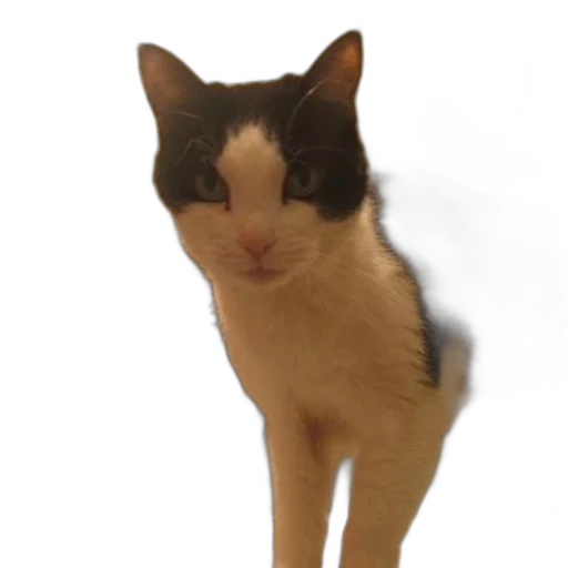 staff, animal, creature, face, 3d render, photorealistic, black, white transparent PNG cut-out