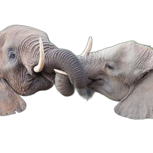 animal, mask, creature, photorealistic, 3d render, concept art, two, elephants transparent PNG cut-out