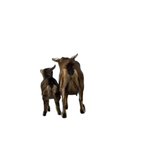 animal, creature, food, furniture, pixel art, 3d render, concept art, photorealistic transparent PNG cut-out