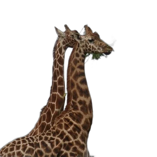 animal, creature, hat, staff transparent PNG cut-out