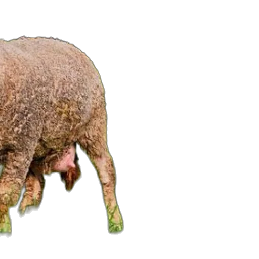 animal, creature, hair, food, 3d render, photorealistic, concept art, two transparent PNG cut-out