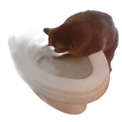 food, animal, creature, photorealistic, 3d render, cat, drinking, toilet transparent PNG cut-out