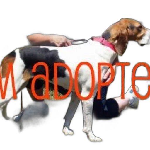 dog, red, collar, being, held, person, green, vest transparent PNG cut-out