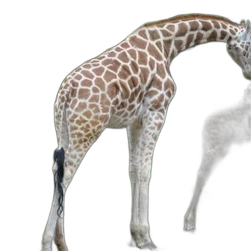 animal, creature, staff, concept art, photorealistic, 3d render, fantasy art, two transparent PNG cut-out