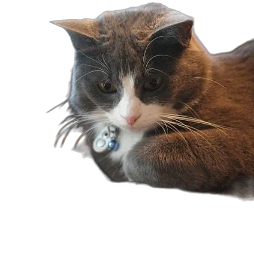 hat, animal, hair, creature, photorealistic, 3d render, concept art, cat transparent PNG cut-out