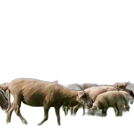 animal, creature, food, staff, concept art, 3d render, photorealistic, sheep transparent PNG cut-out