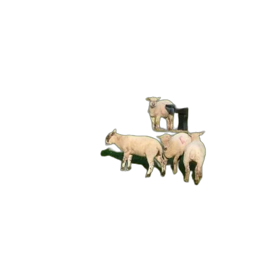 animal, furniture, weapon, jewelry transparent PNG cut-out