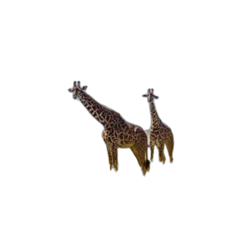 animal, creature, jewelry, furniture transparent PNG cut-out