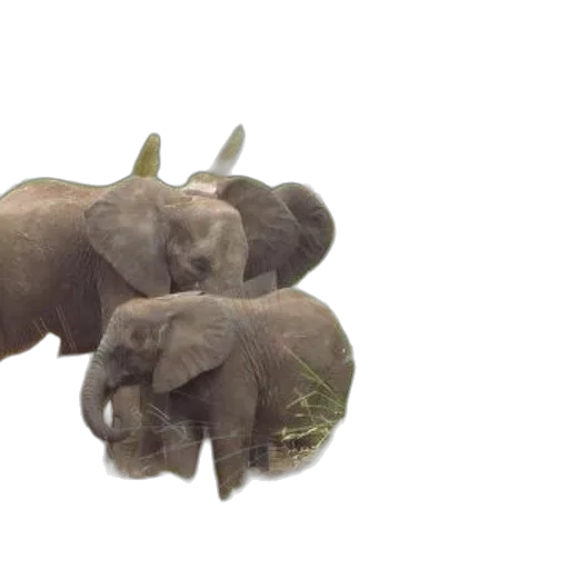 animal, jewelry, weapon, 3d render, photorealistic, concept art, earth tones, herd transparent PNG cut-out