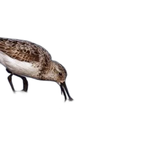 animal, creature, shoes, hair, 3d render, concept art, photorealistic, sandpiper transparent PNG cut-out