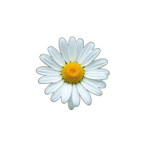 flower, jewelry, crown, staff, photorealistic, 3d render, pixel art, oil painting transparent PNG cut-out