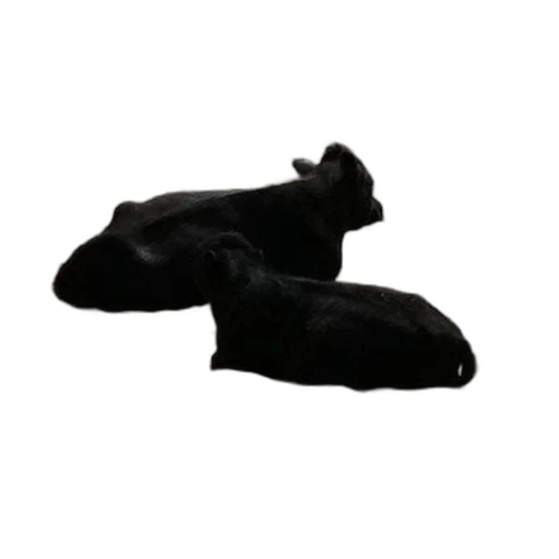 shoes, animal, mask, hat, 3d render, photorealistic, two, black transparent PNG cut-out