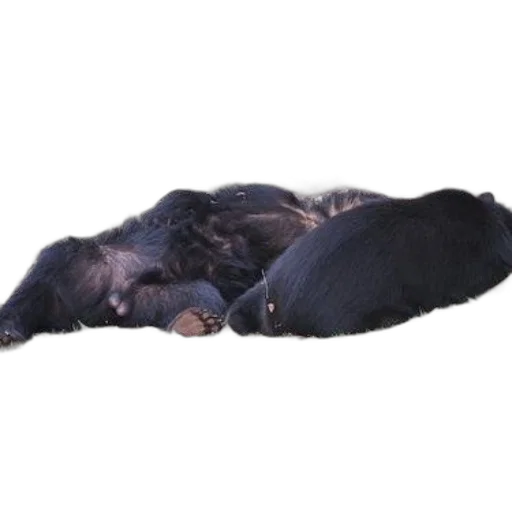 animal, staff, hair, creature, photorealistic, two, black, bears transparent PNG cut-out