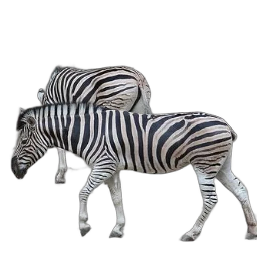 animal, creature, furniture, jewelry, 3d render, concept art, photorealistic, monochrome transparent PNG cut-out