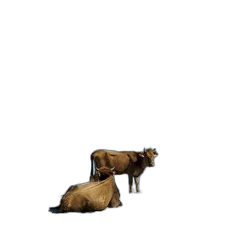animal, creature, furniture, hair, concept art, 3d render, pixel art, photorealistic transparent PNG cut-out