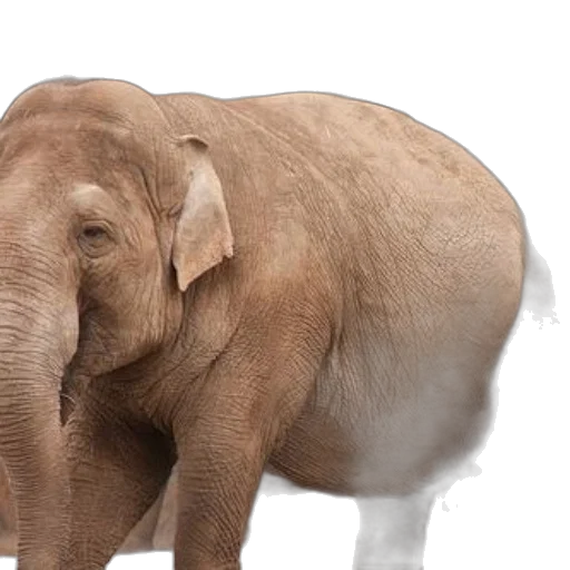 animal, creature, photorealistic, majestic, elephant, stands, zoo, enclosure transparent PNG cut-out