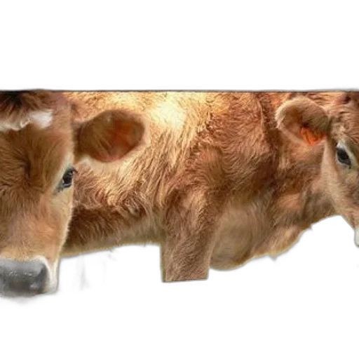 animal, food, creature, face, photorealistic, 3d render, concept art, two transparent PNG cut-out