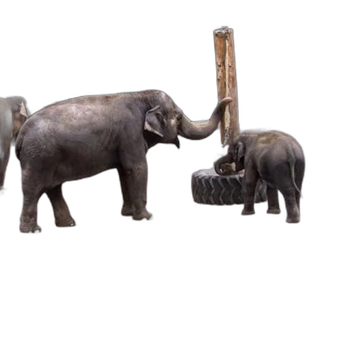 animal, weapon, staff, concept art, 3d render, forest, elephants, enclosure transparent PNG cut-out