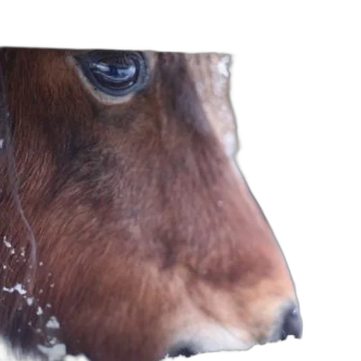 animal, face, mask, hat, photorealistic, close-up, horse, eye transparent PNG cut-out