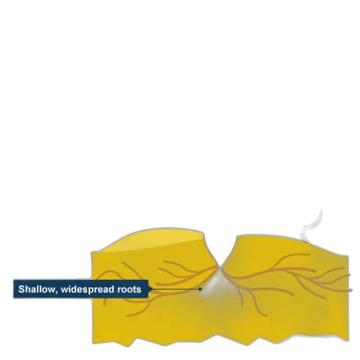 crown, hair, umbrella, jewelry, 3d render, concept art, golden, illustration transparent PNG cut-out