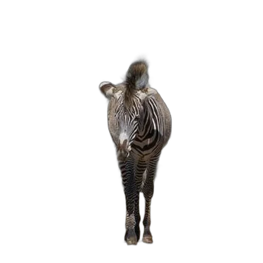 animal, creature, hair, jewelry, 3d render, photorealistic, concept art, three transparent PNG cut-out