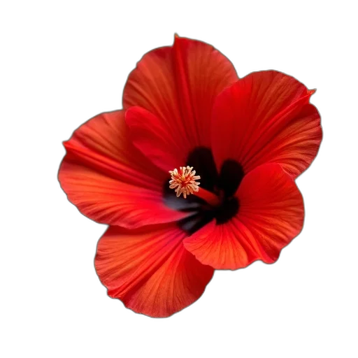 flower, crown, hat, dress, photorealistic, 3d render, oil painting, red transparent PNG cut-out