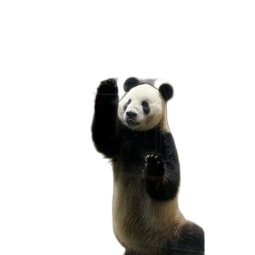 animal, staff, creature, 3d render, photorealistic, panda, bear, stands transparent PNG cut-out