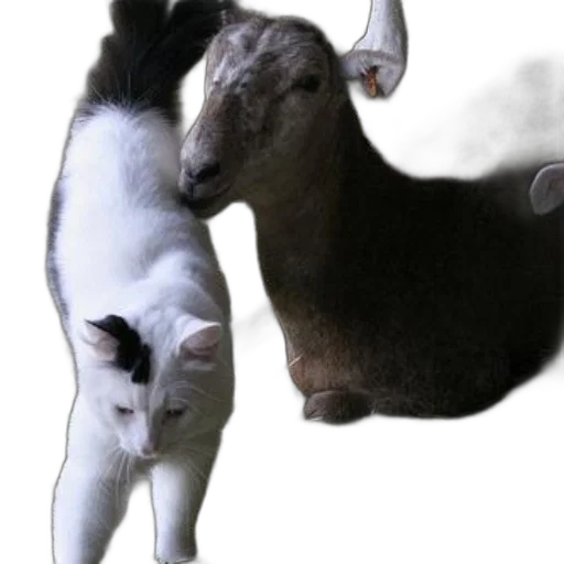 animal, photorealistic, concept art, oil painting, 3d render, white, cat, black transparent PNG cut-out