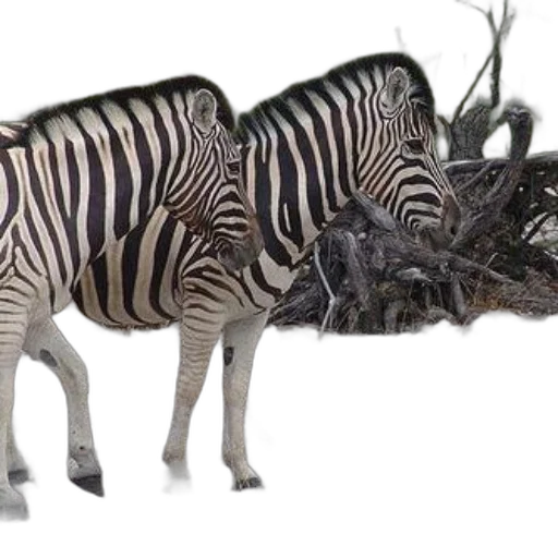 animal, creature, dragon, weapon, 3d render, concept art, photorealistic, fantasy art transparent PNG cut-out