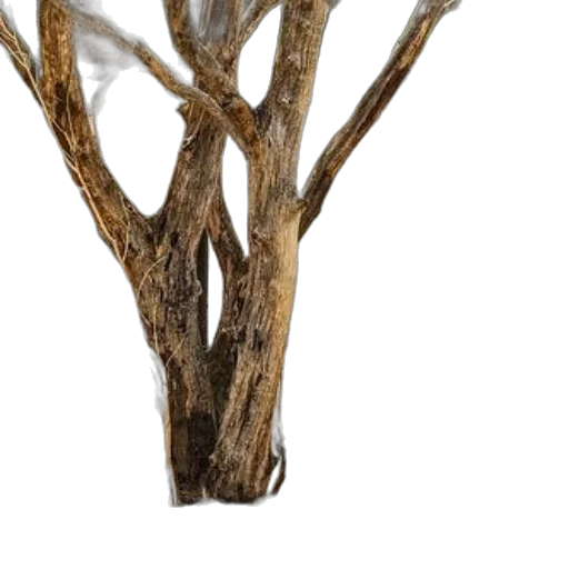 tree, hair, crown, furniture, 3d render, photorealistic, concept art, watercolor transparent PNG cut-out