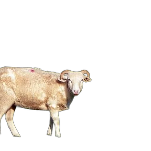 animal, jewelry, weapon, food, 3d render, concept art, photorealistic, sheep transparent PNG cut-out