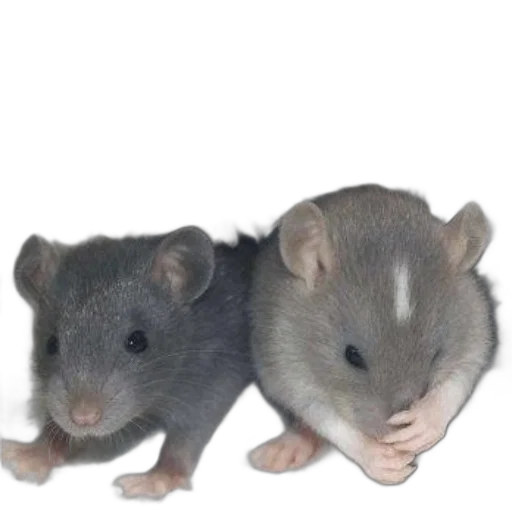 animal, food, photorealistic, 3d render, concept art, rat, whiskers, experience transparent PNG cut-out