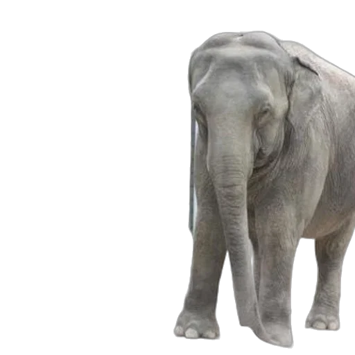 animal, creature, 3d render, photorealistic, concept art, two, elephants, stand transparent PNG cut-out