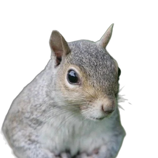 animal, creature, hat, face, photorealistic, 3d render, concept art, close-up transparent PNG cut-out