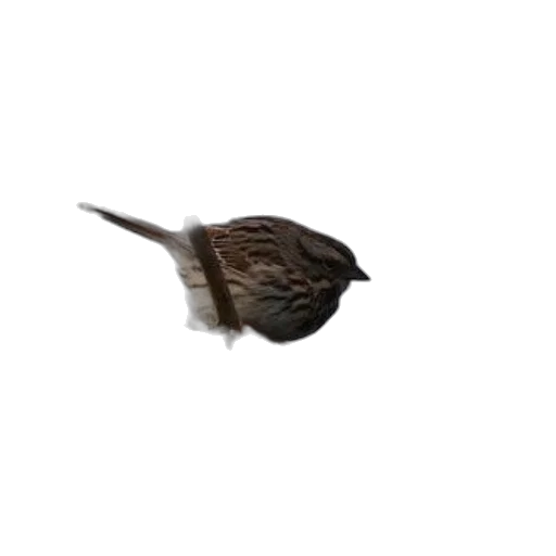 animal, hat, creature, staff, photorealistic, 3d render, pixel art, concept art transparent PNG cut-out