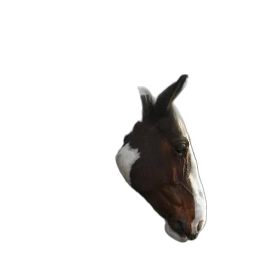 animal, face, creature, mask, photorealistic, 3d render, concept art, pixel art transparent PNG cut-out