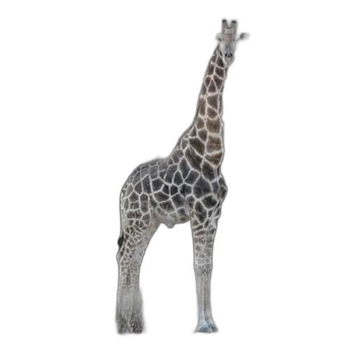 animal, creature, staff, 3d render, photorealistic, concept art, giraffe, stands transparent PNG cut-out