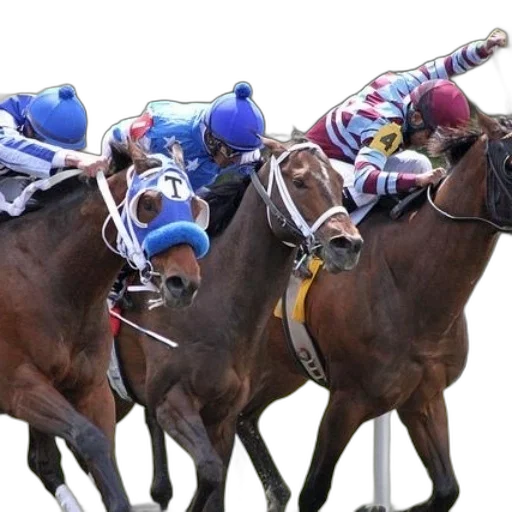crown, three, jockeys, horses transparent PNG cut-out