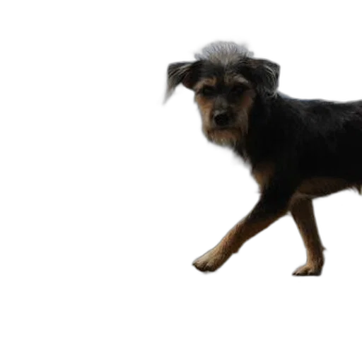 animal, staff, creature, hair, photorealistic, 3d render, dog, runs transparent PNG cut-out