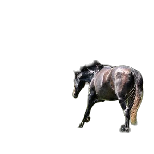 animal, creature, dragon, staff, 3d render, photorealistic, concept art, pixel art transparent PNG cut-out