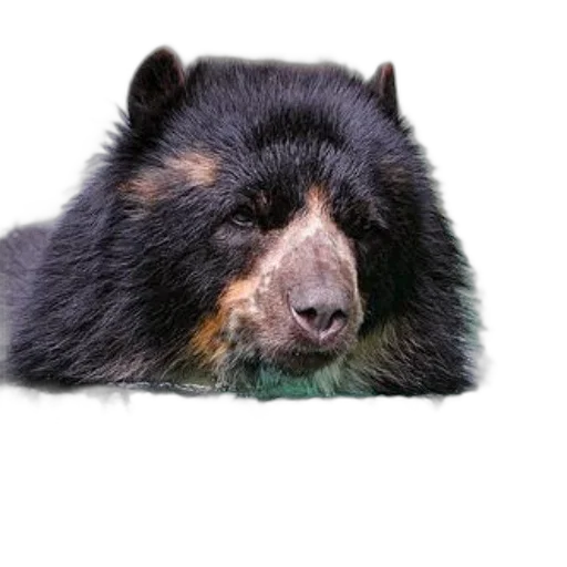 animal, creature, face, staff, photorealistic, black, bear, brown transparent PNG cut-out