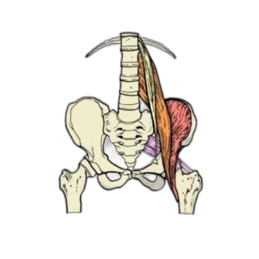 staff, jewelry, anatomical, illustration, hip, region, highlighting, muscles transparent PNG cut-out