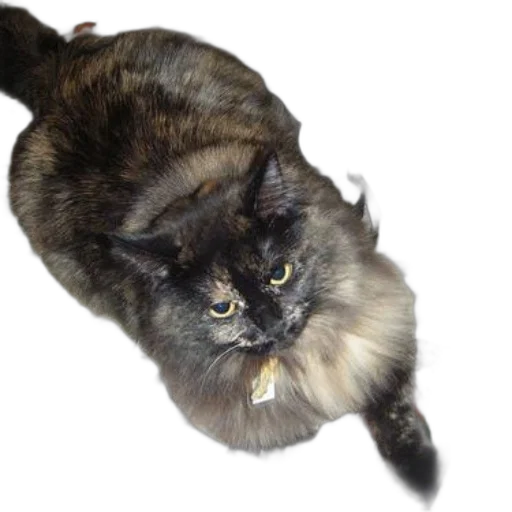 animal, staff, creature, hair, photorealistic, 3d render, cat, tag transparent PNG cut-out