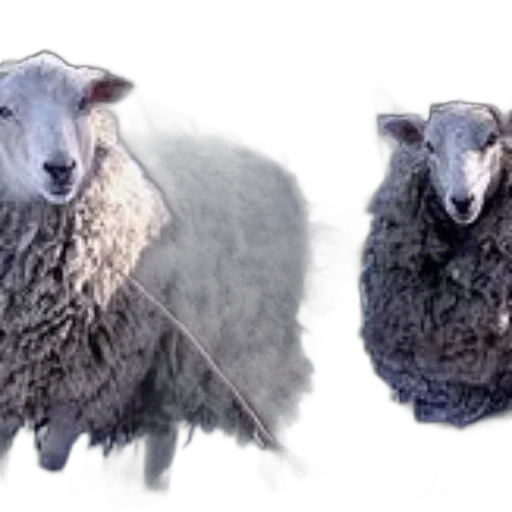 animal, photorealistic, 3d render, concept art, two, sheep, thick, woolly transparent PNG cut-out